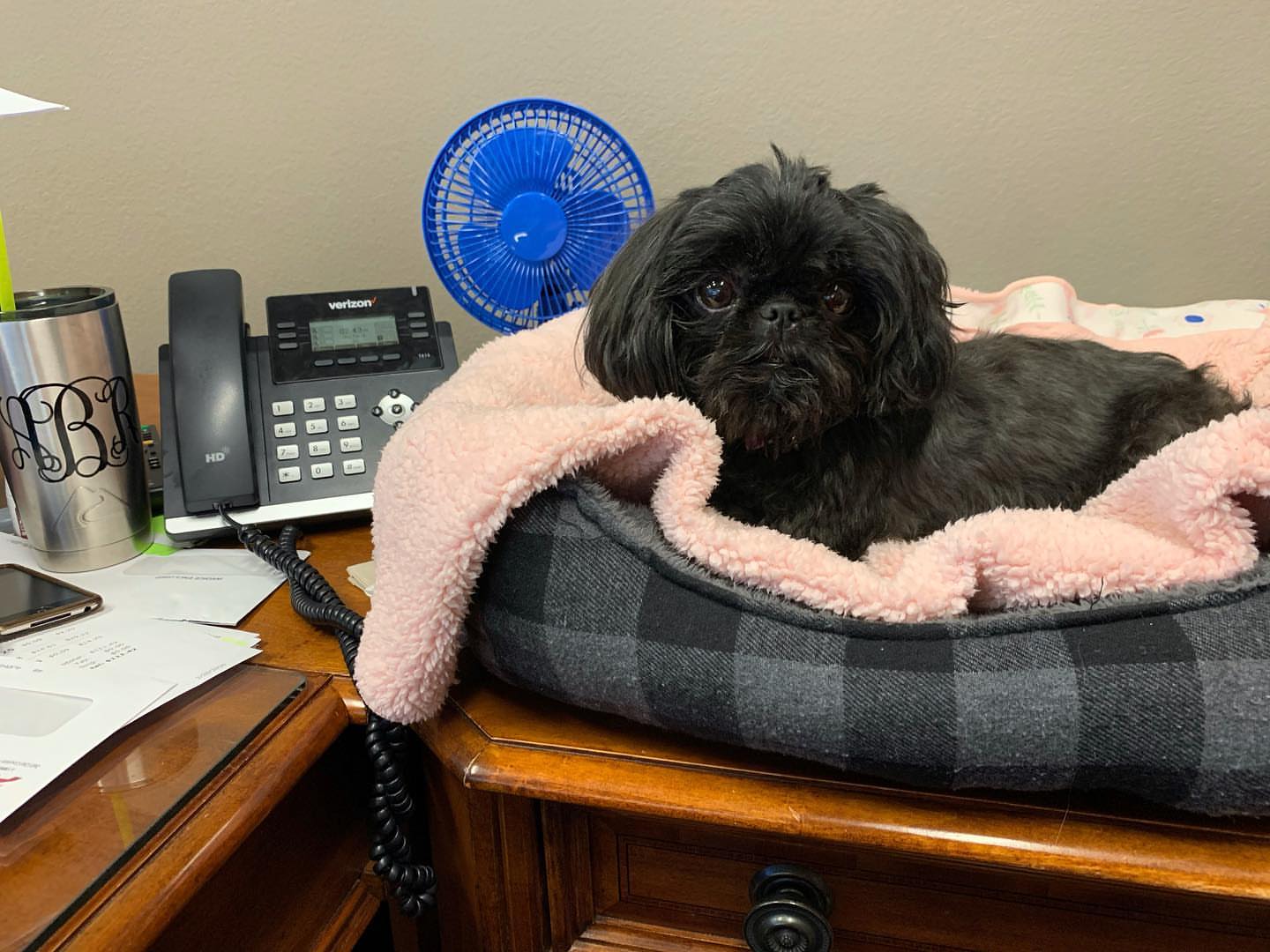 Gallery image 5 of Gabby