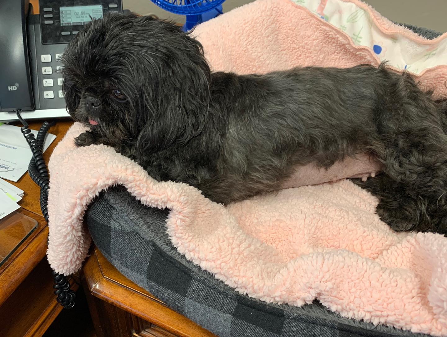 Gallery image 2 of Gabby