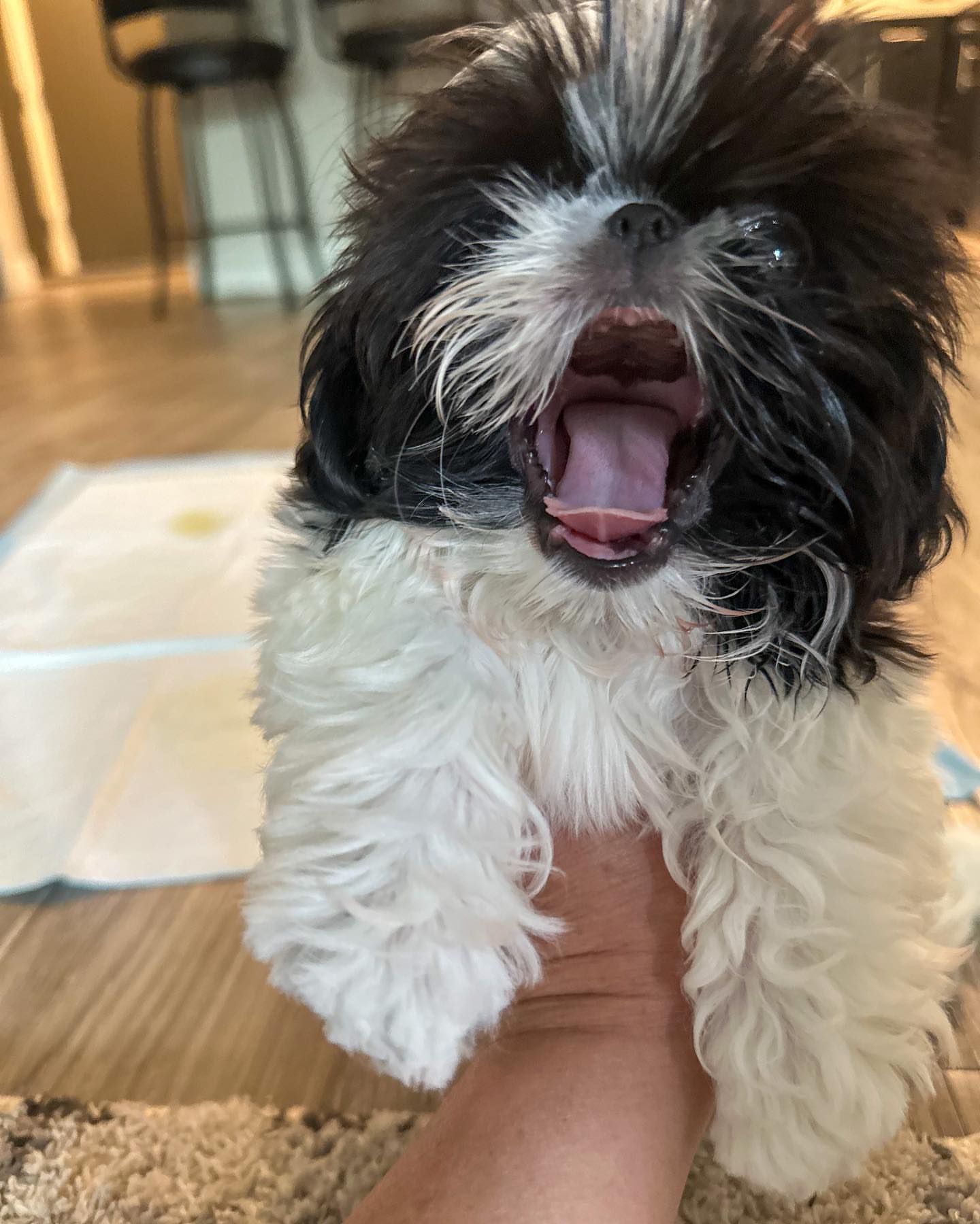 Gallery image 1 of Lizzy