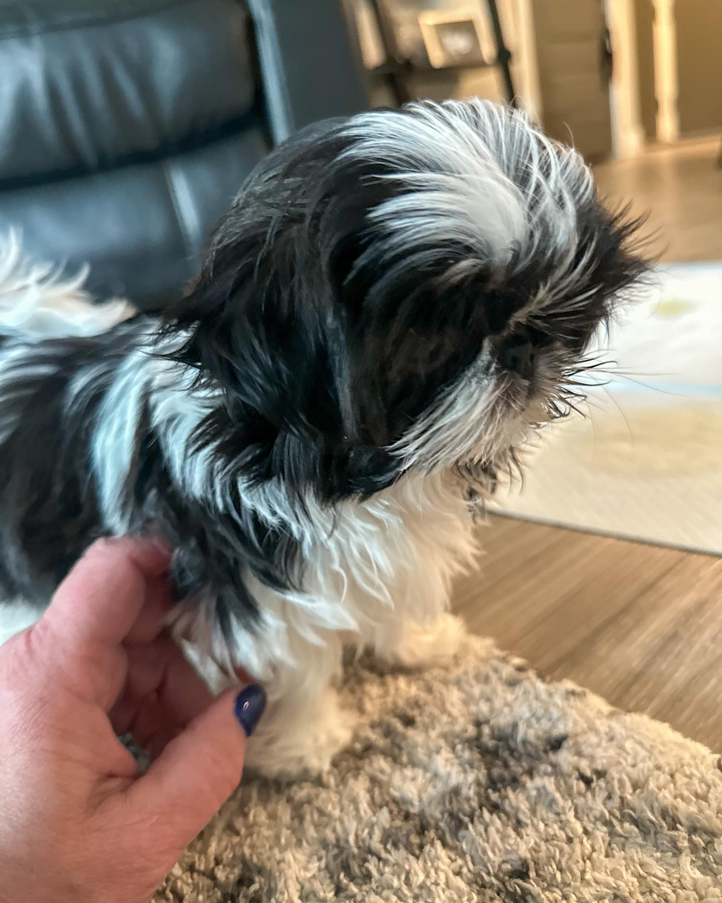 Gallery image 4 of Lizzy