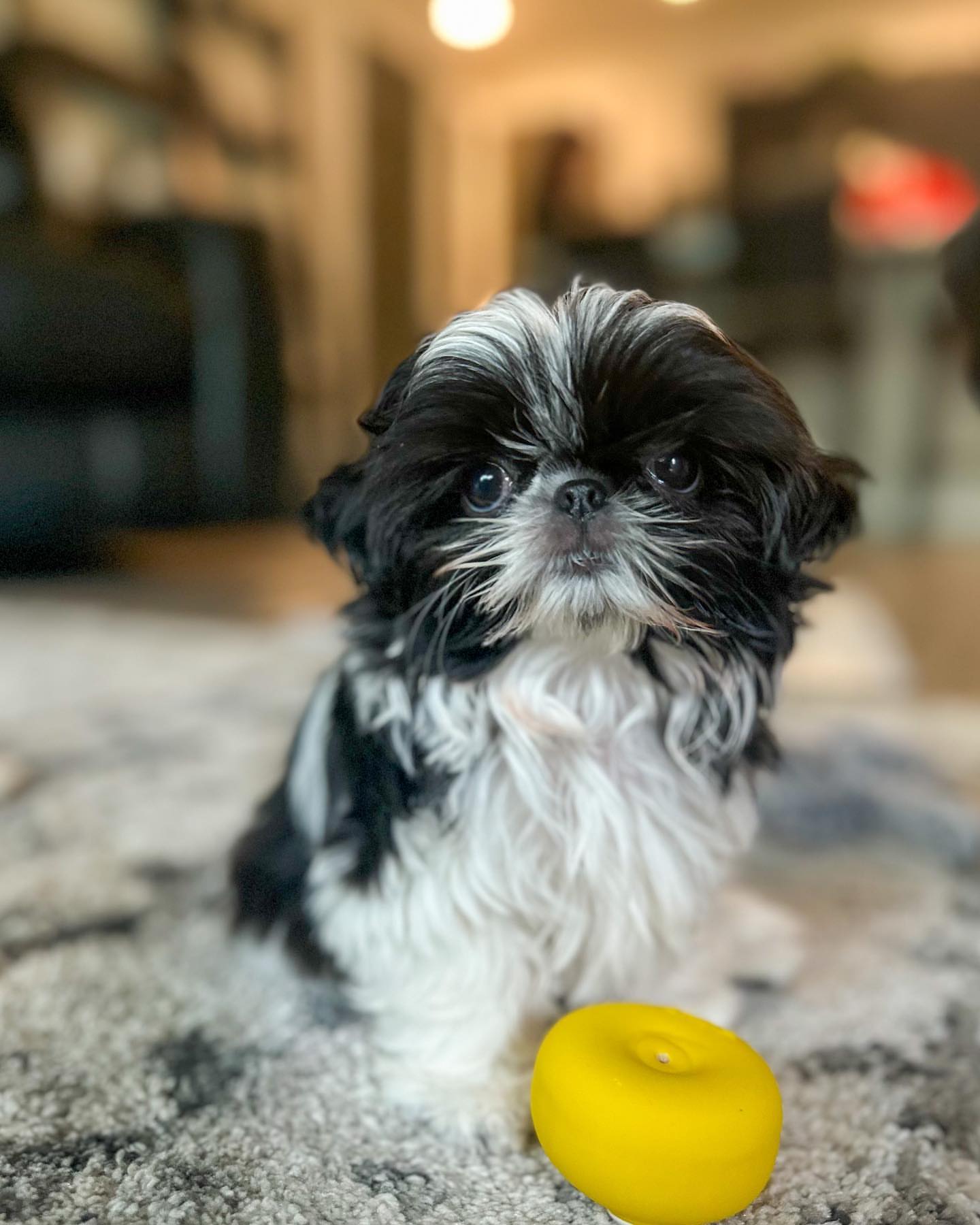 Gallery image 5 of Lizzy