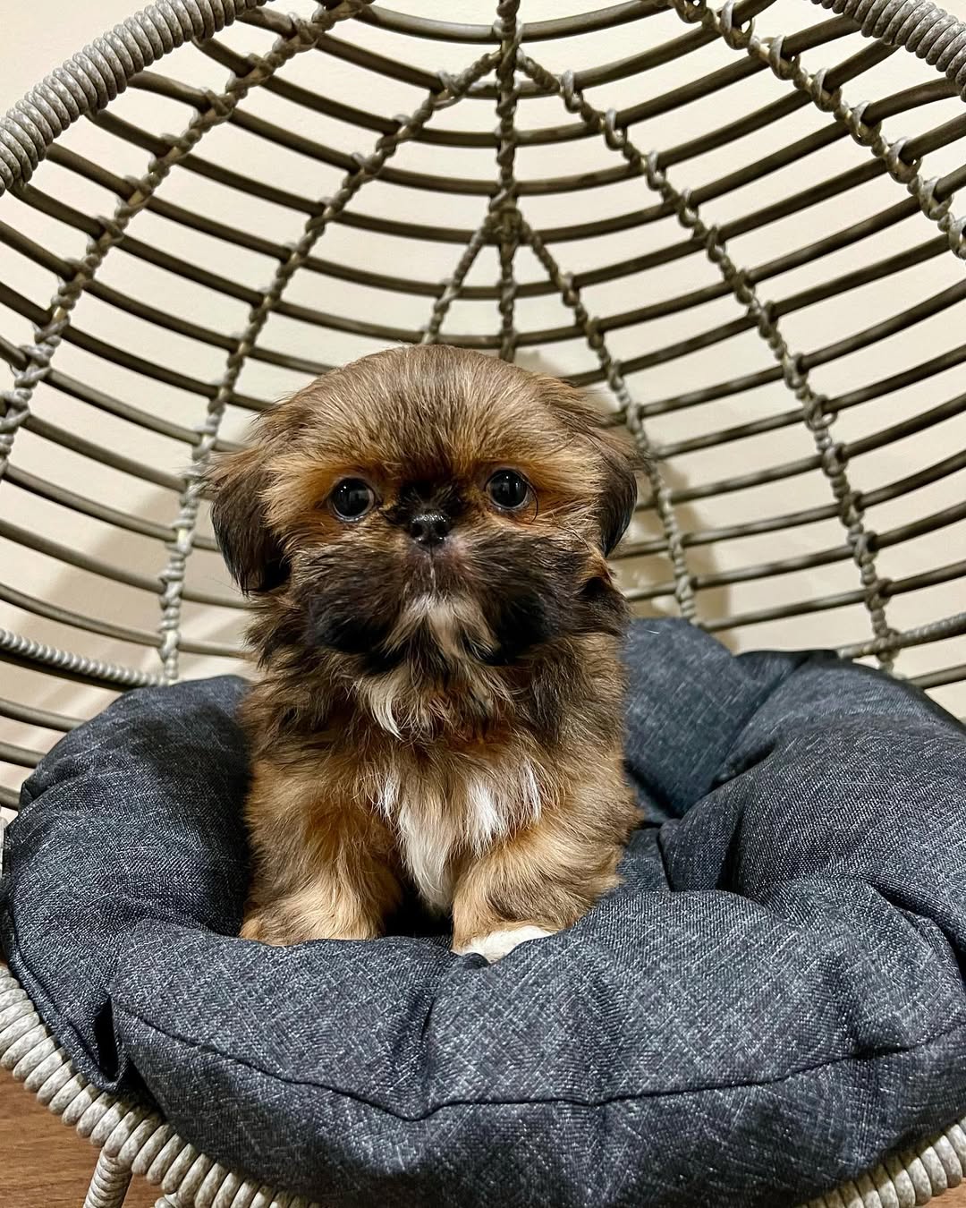 Gallery image 2 of Maverick