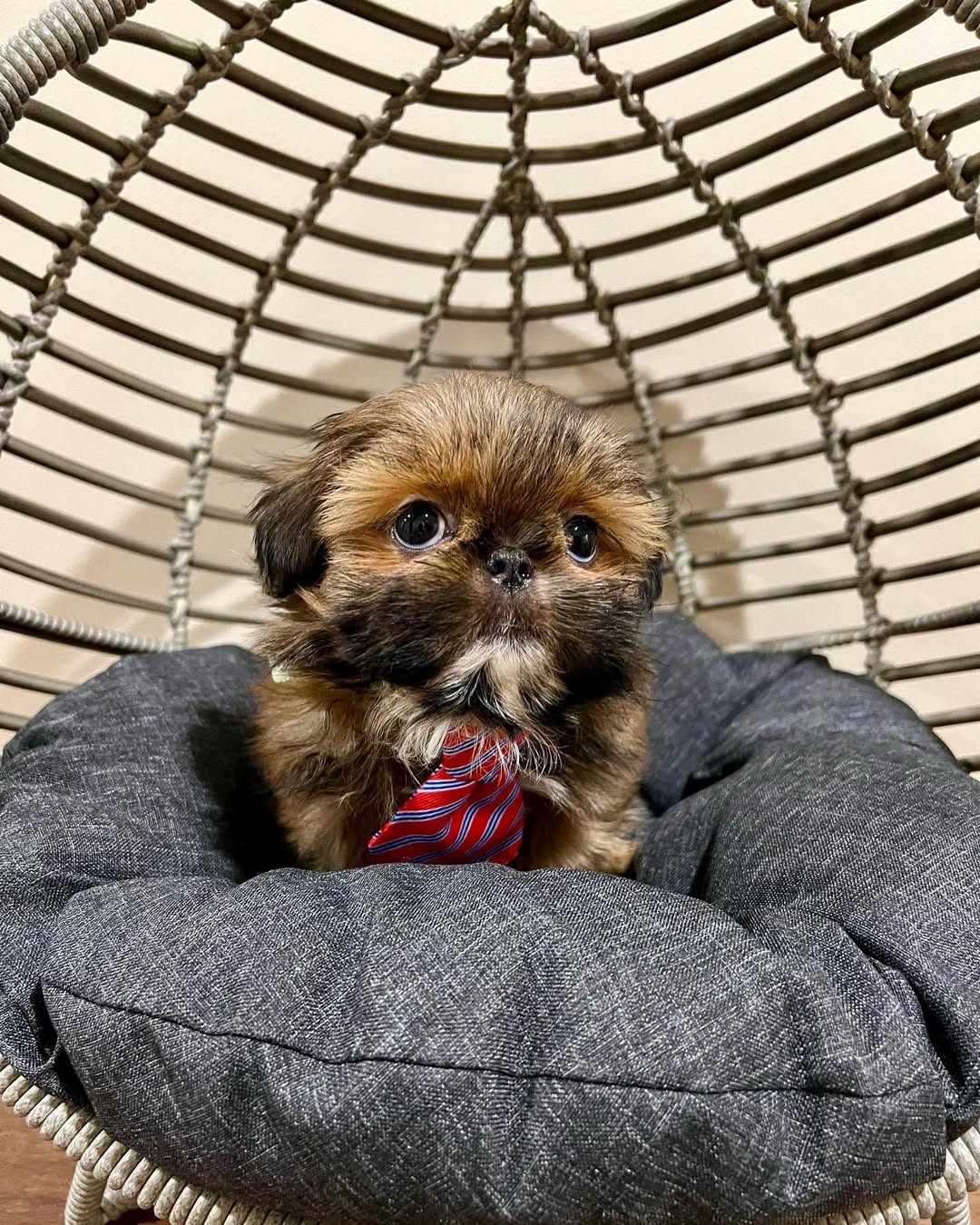 Gallery image 5 of Maverick