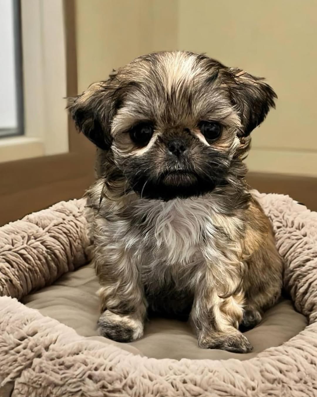 Gallery image 3 of Sophie