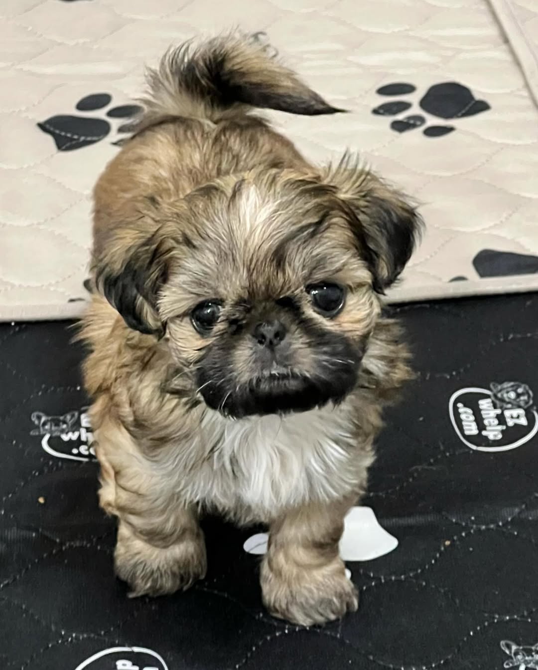 Gallery image 4 of Sophie