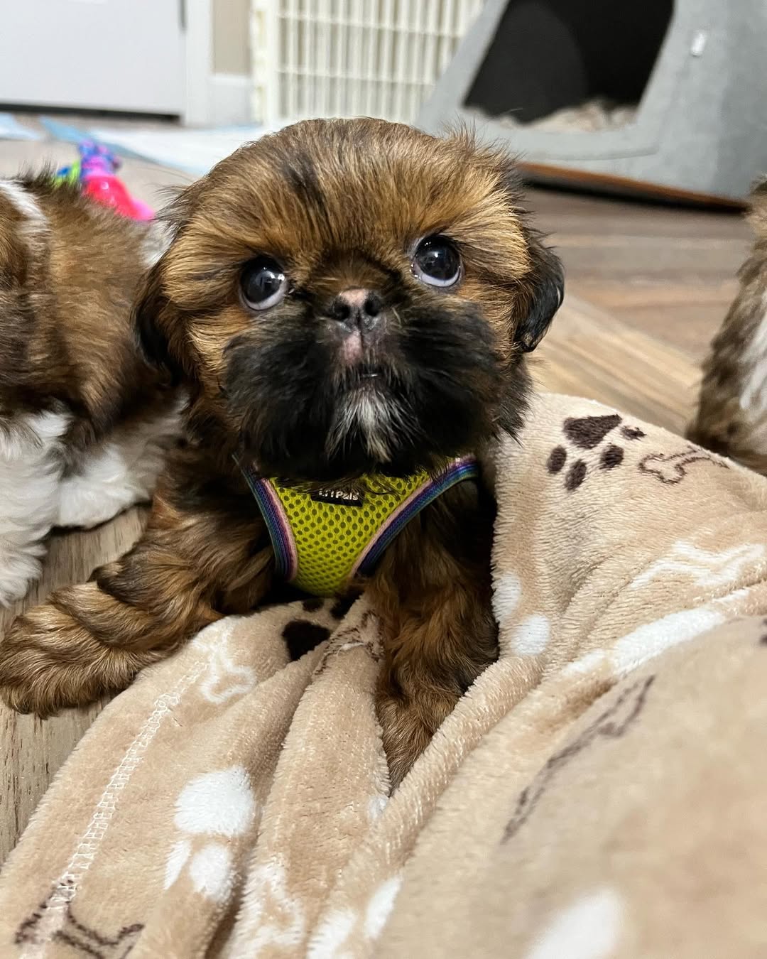 Gallery image 2 of Luna