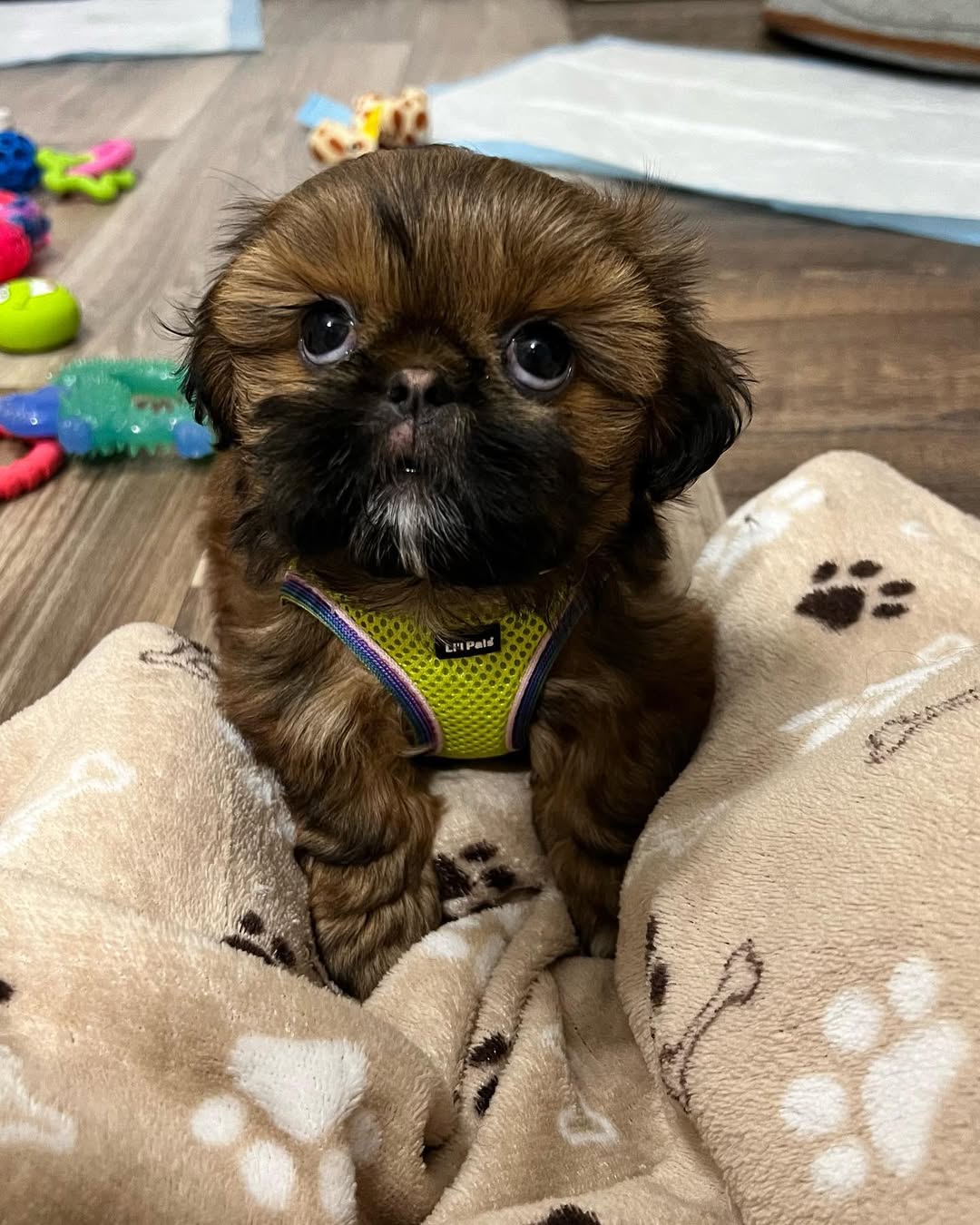 Gallery image 1 of Luna