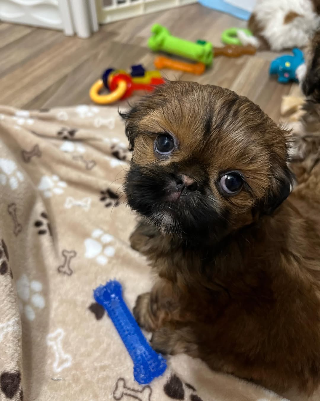 Gallery image 4 of Luna