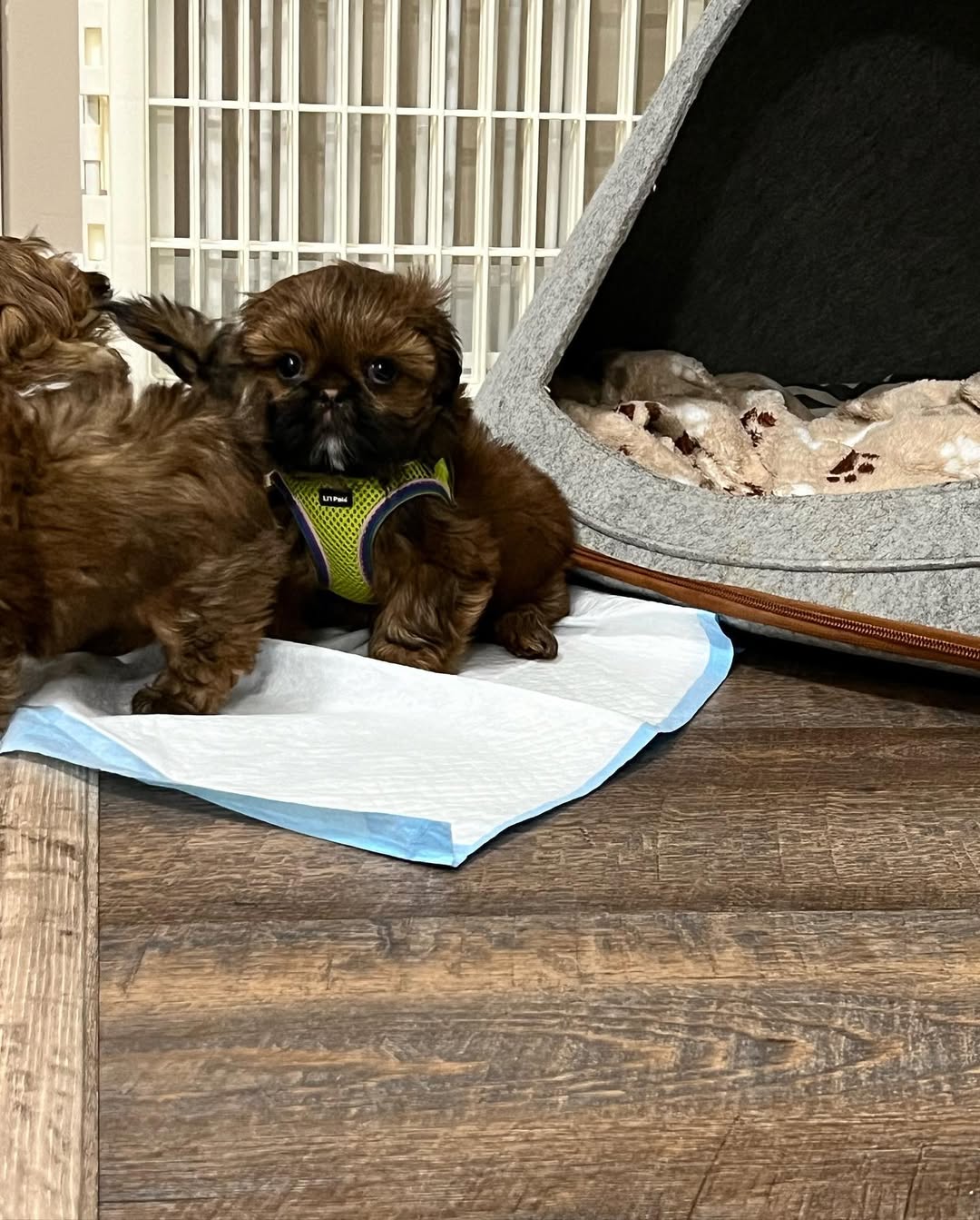 Gallery image 5 of Luna